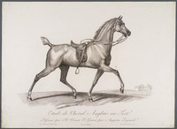 TvB G 5155
          <br/>
          Engels paard in draf (serie paarden studies)
          <br/>
          <em>Legrand, Augustin Claude Simon (1765-1815)</em>